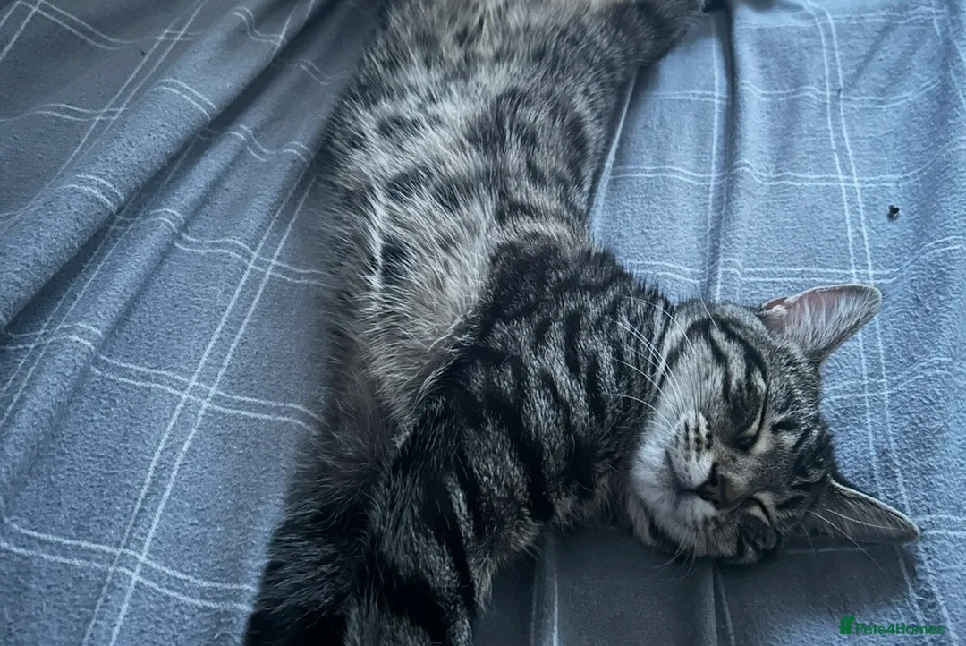 Domestic Shorthair cats for sale: FEMALE TABBY CAT FOR SALE!!! £100 - Advert 3