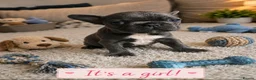 French Bulldog dogs for sale: French bulldog puppy in Edinburgh - Advert 1