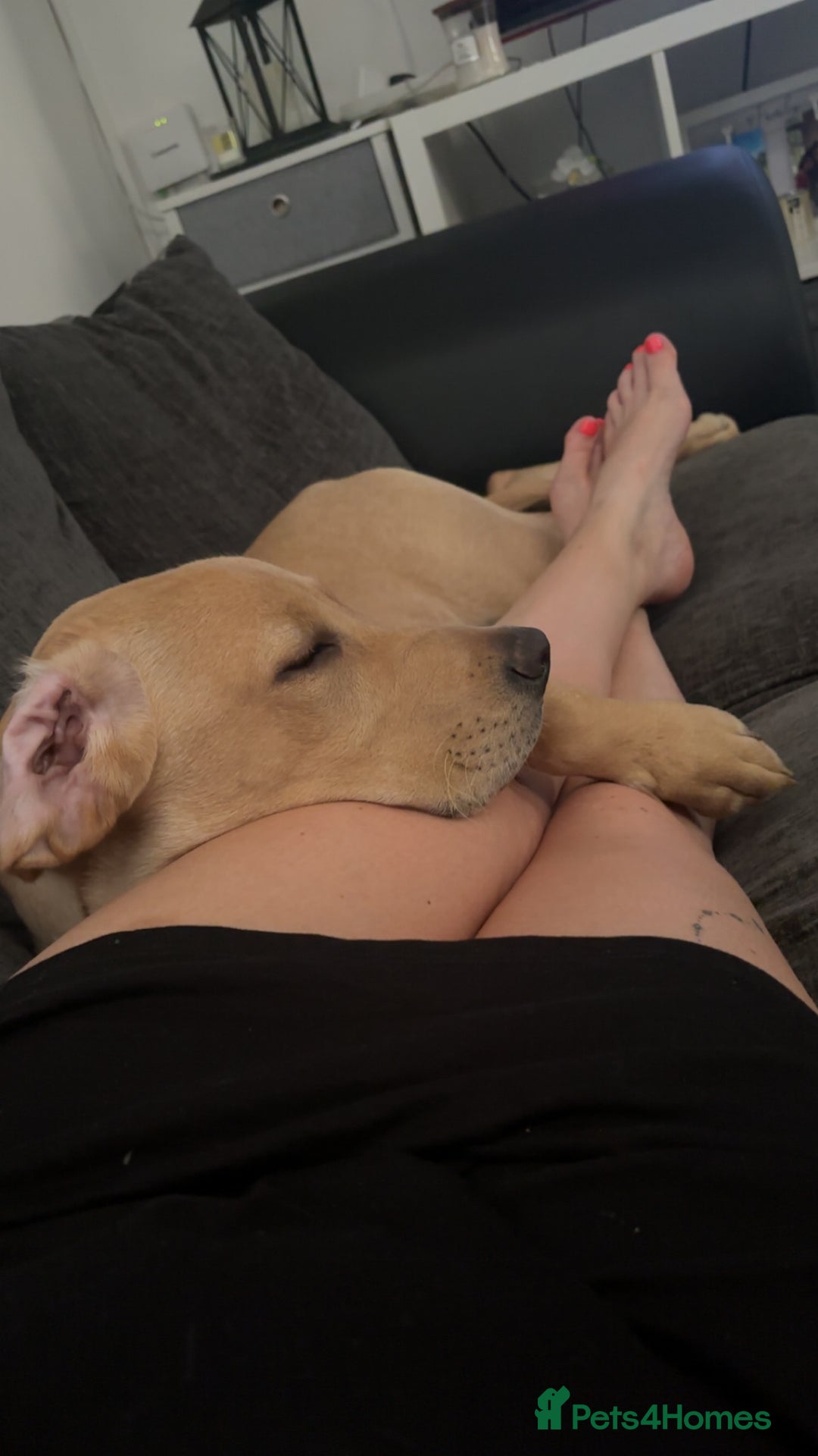 Labrador Retriever dogs for sale: Trigger  - Image 4