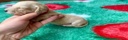 Miniature Dachshund dogs for sale: KC CLR Long Hair Cream Mini Dachshunds - Advert 6