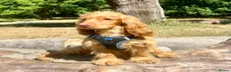Cocker Spaniel dogs for stud: Health tested golden show cocker spaniel stud - Advert 1
