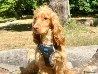 Cocker Spaniel dogs Health tested golden show cocker spaniel stud - Advert 2