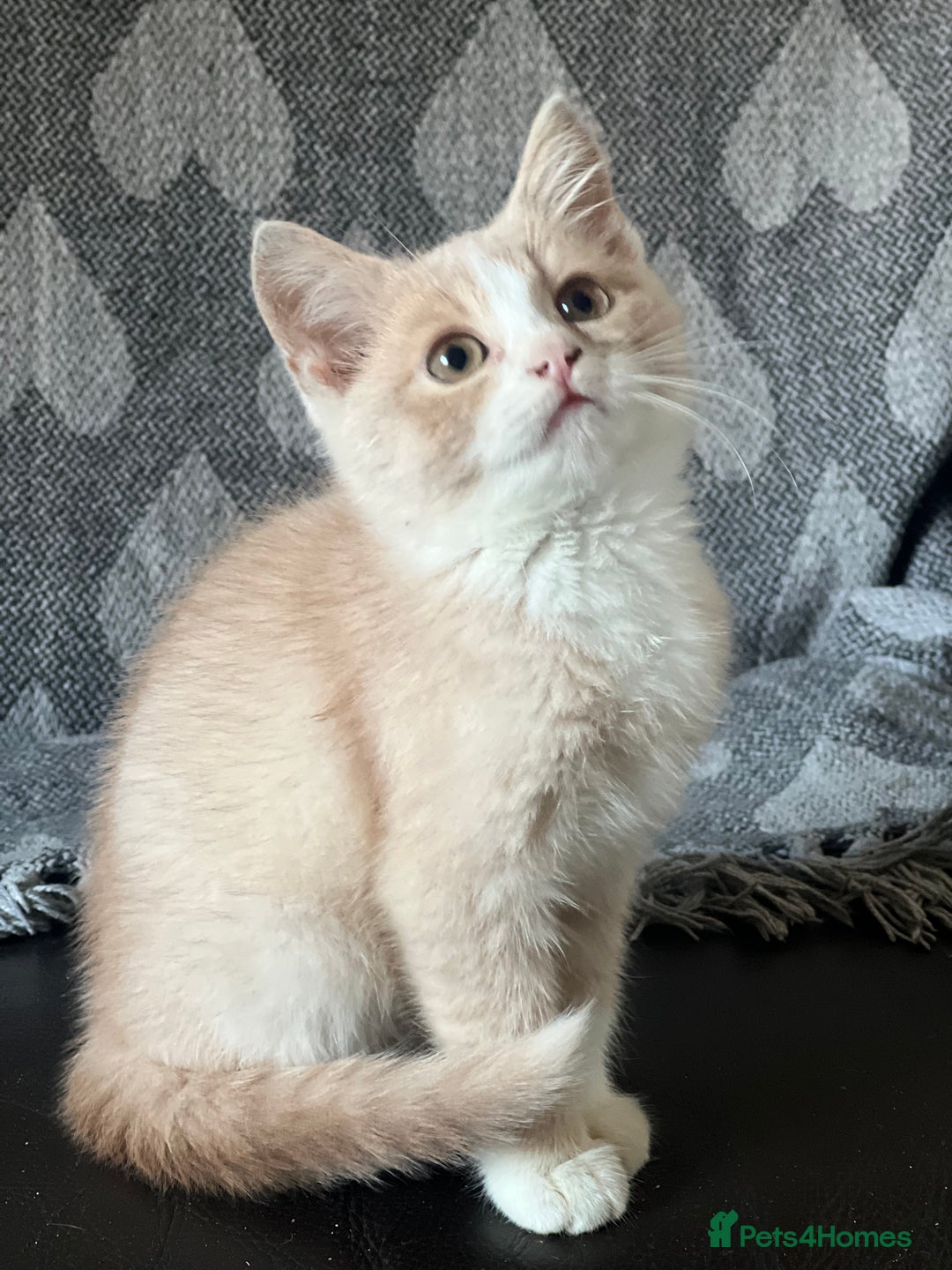 British Shorthair cats for sale: Beautiful British shorthair kittens  - Advert 11