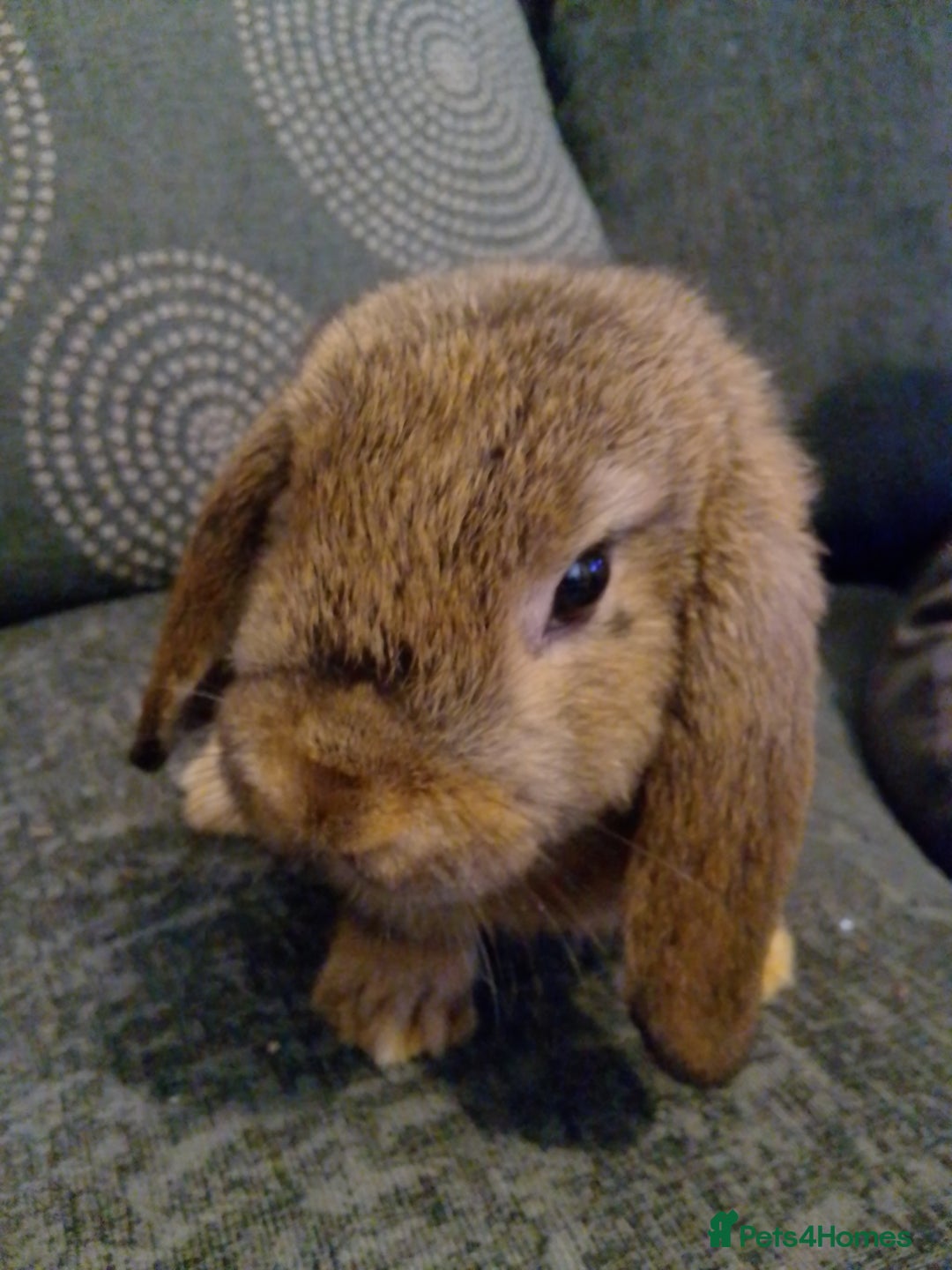 Mini Lop rabbits for sale: Beautiful Mini Lop Bunnies for sale  - Image 8