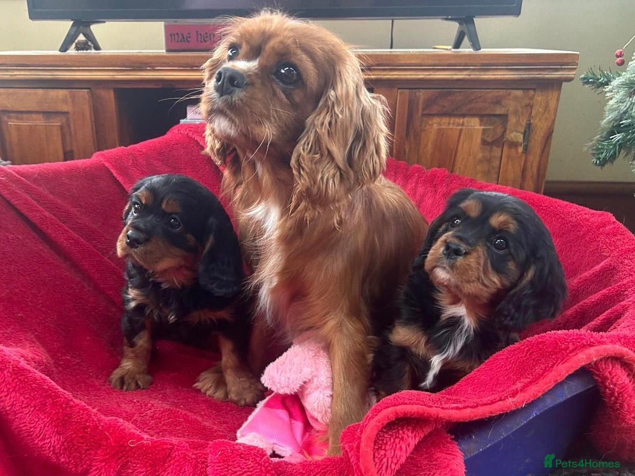 Cavalier King Charles Spaniel dogs Cavalier king charles puppies for sale - Advert 11