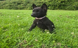 Belgian Shepherd Dog dogs for sale: Duch scheperd puppy for sale in Warrington - Image 10
