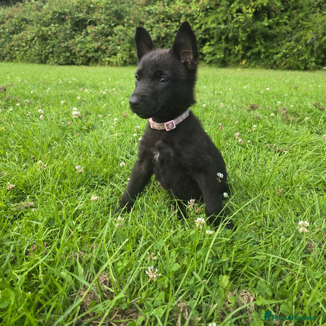 Belgian Shepherd Dog dogs for sale: Duch scheperd puppy for sale in Warrington - Image 10