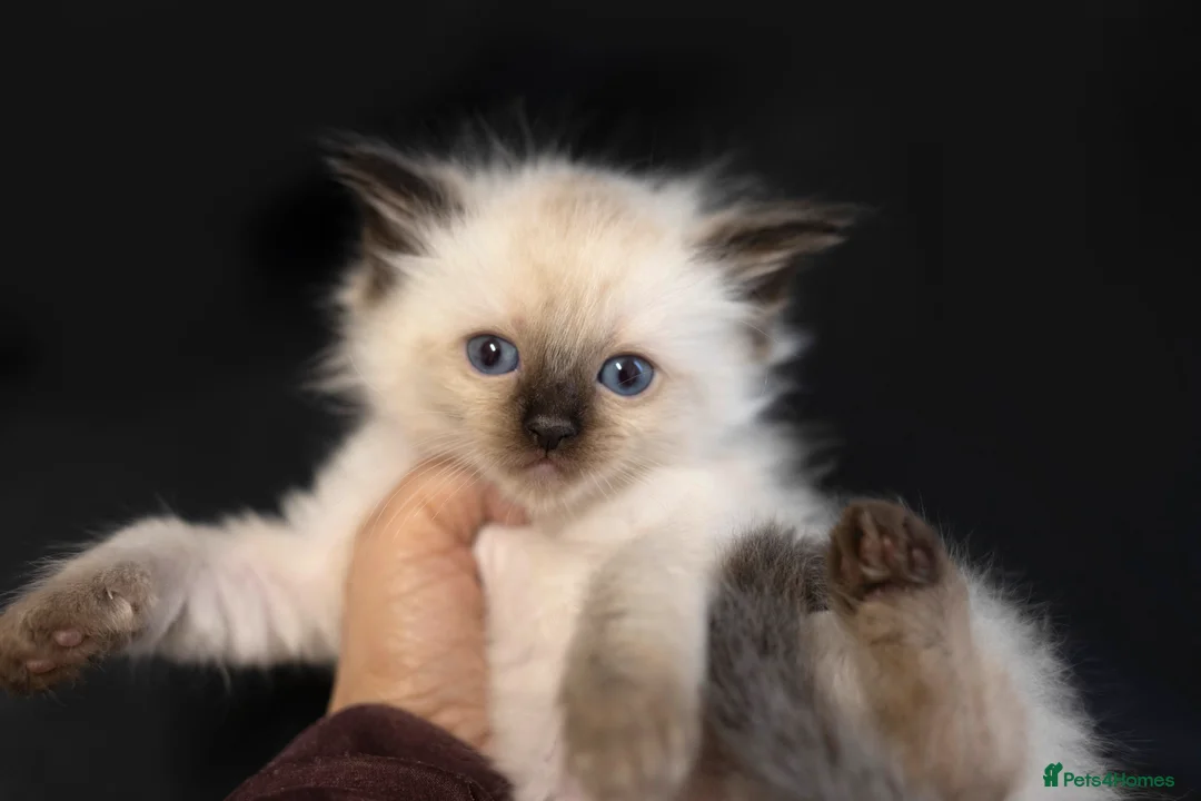 Ragdoll cats for sale: Ragdoll kittens bi color - Advert 23