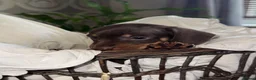 Miniature Dachshund dogs for sale: Chocolate & Tan Miniature Dachshund Puppies  - Advert 5
