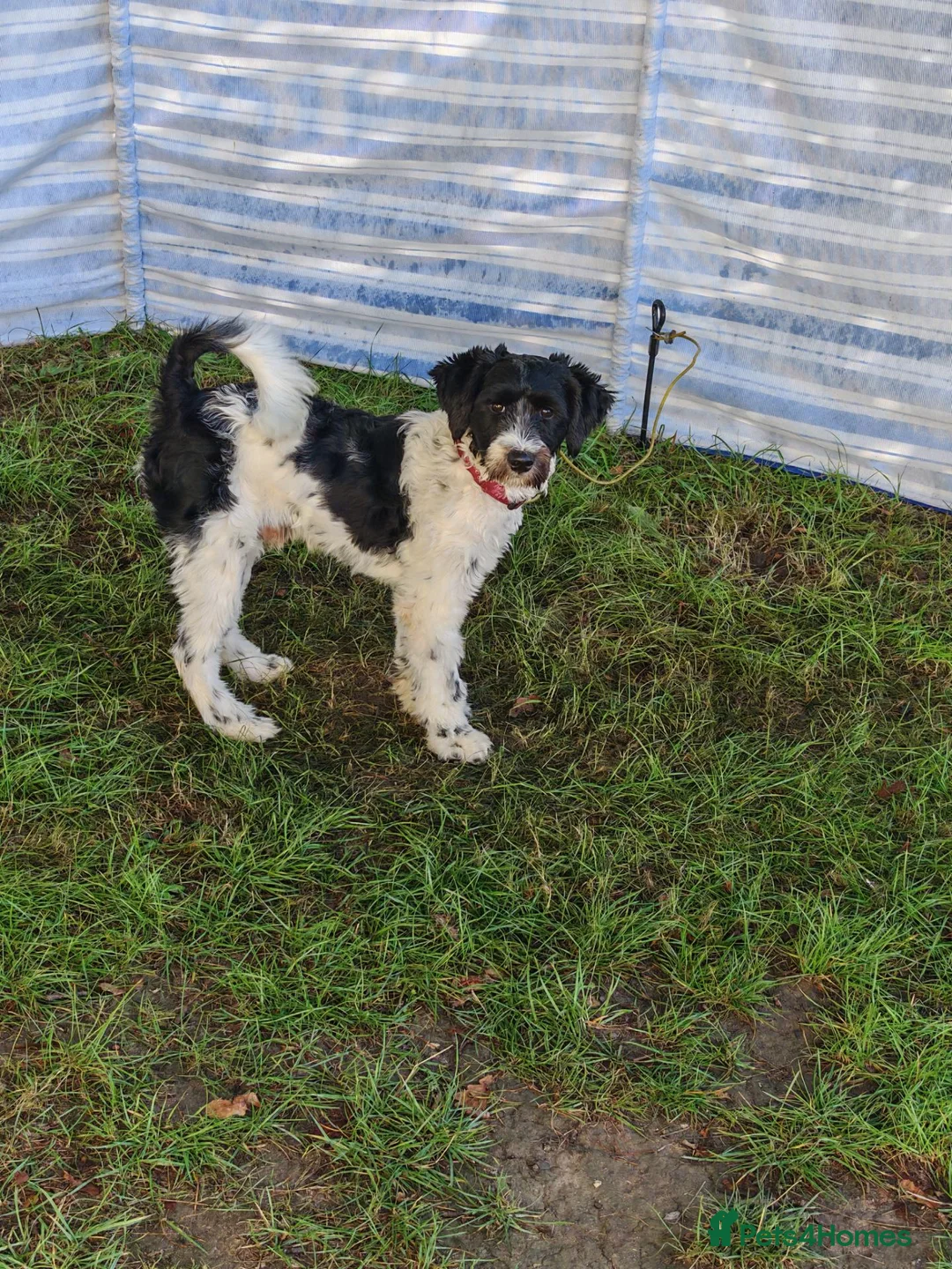 Tibetan Terrier dogs for sale: My boy - Advert 4