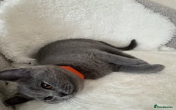 British Shorthair cats for sale: One Beautiful British short hair kitten available  - Image 7