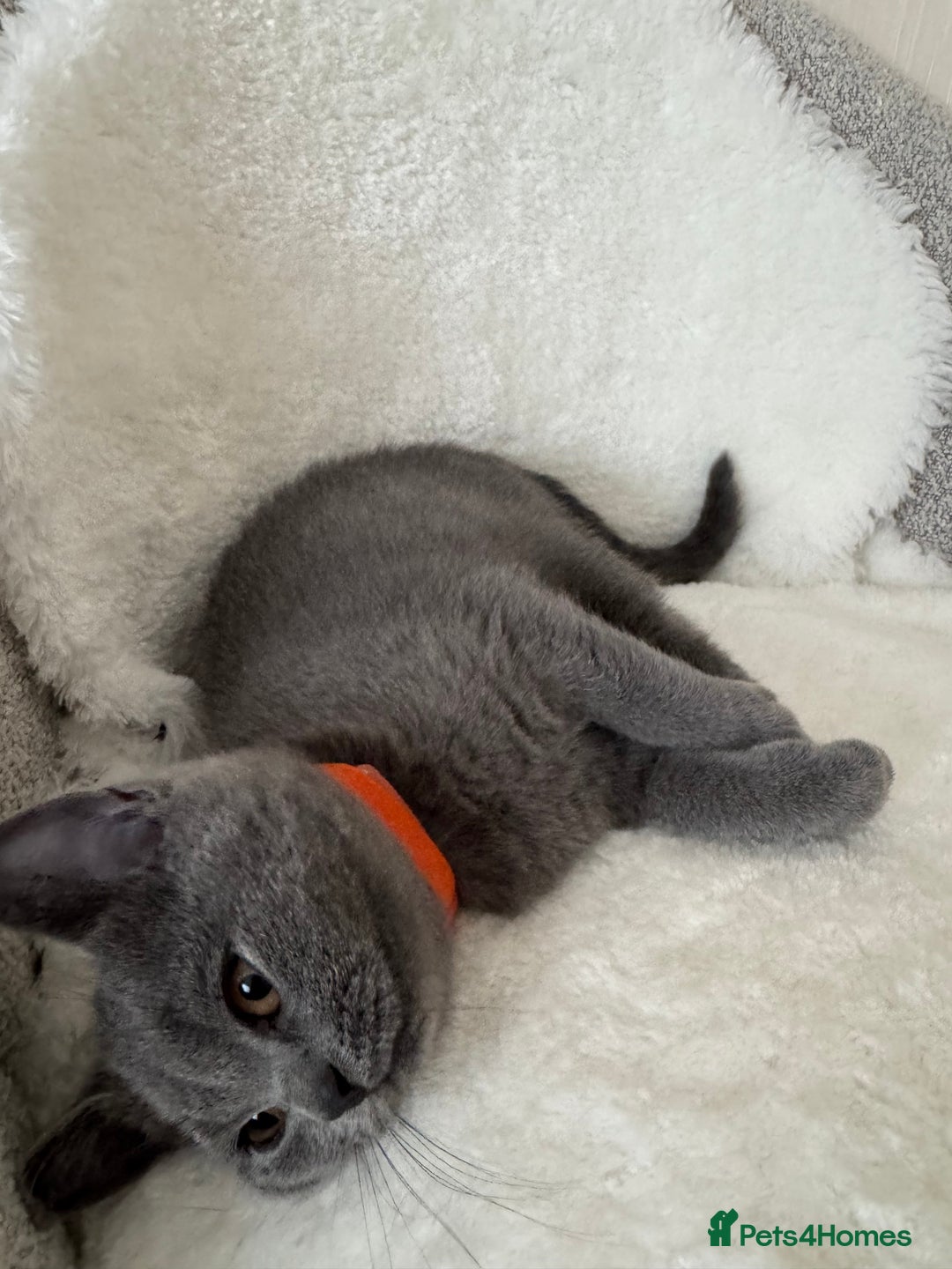 British Shorthair cats for sale: One Beautiful British short hair kitten available  - Image 7