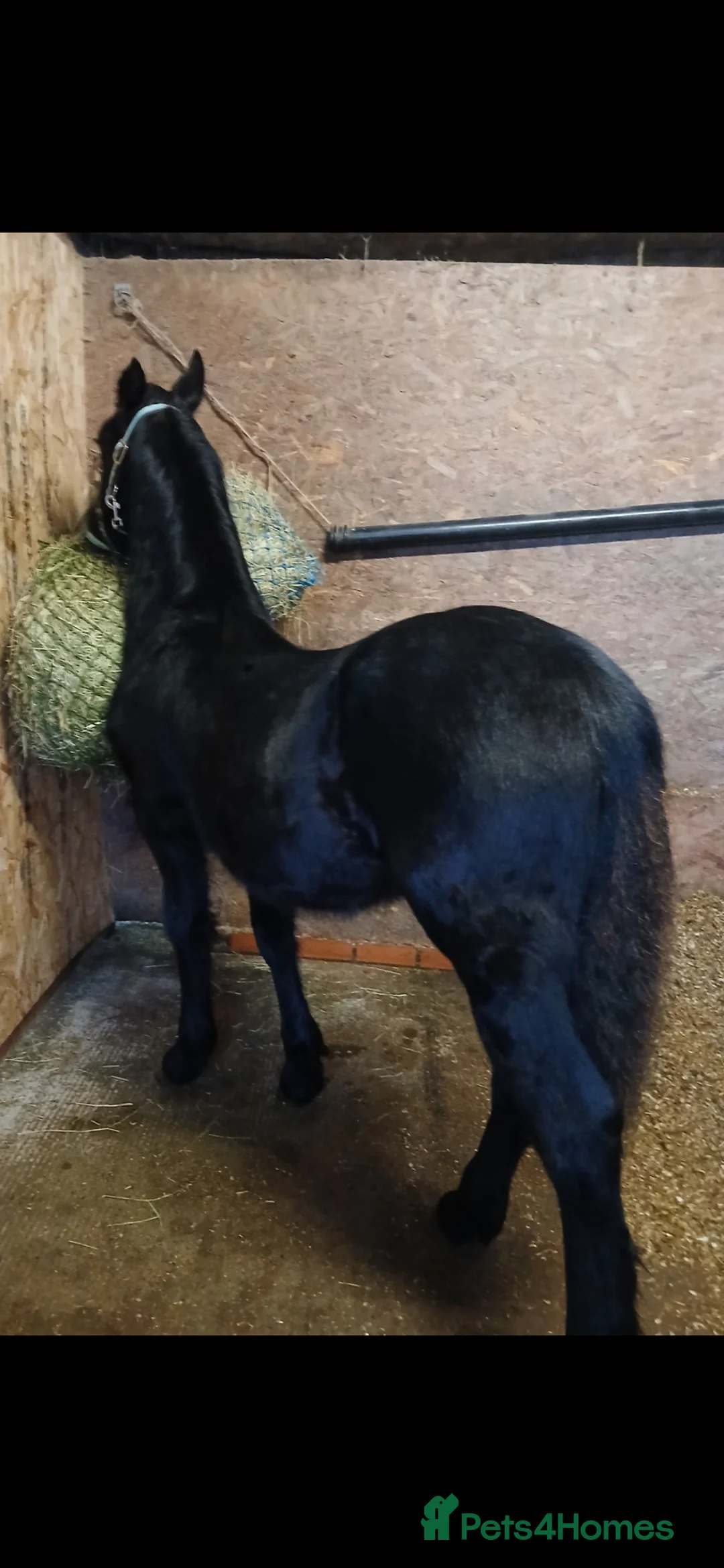 Friesian horses for sale: Un Reg Friesian Gelding Yearling in Usk - Advert 1