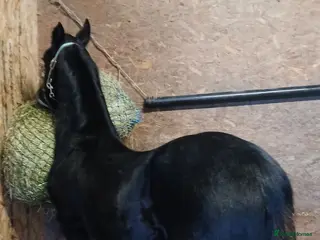 Friesian horses Un Reg Friesian Gelding Yearling - Advert 15