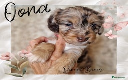 Cockapoo dogs for sale: 5*Licenced. DNA tested English cockerpoos. - Image 14