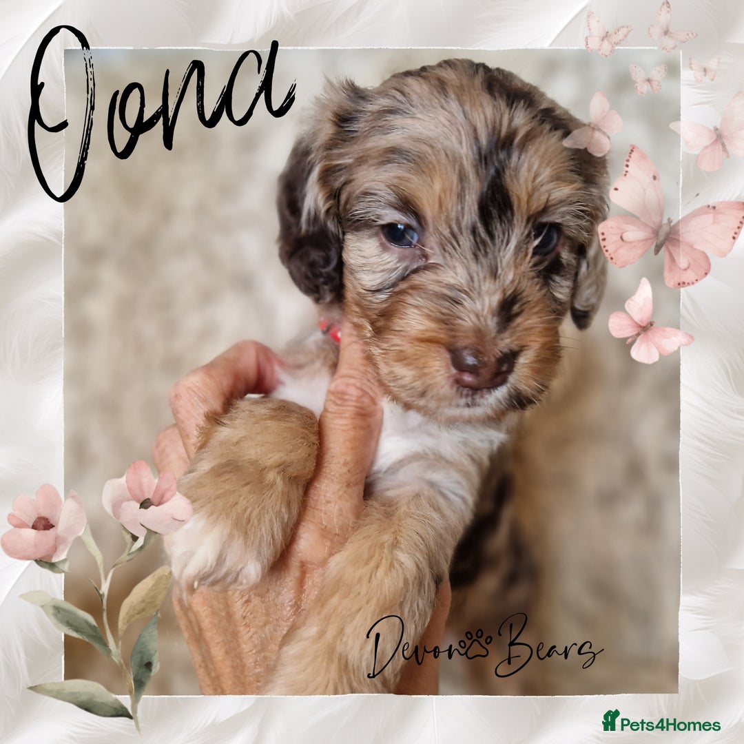Cockapoo dogs for sale: 5*Licenced. DNA tested English cockerpoos. - Image 14