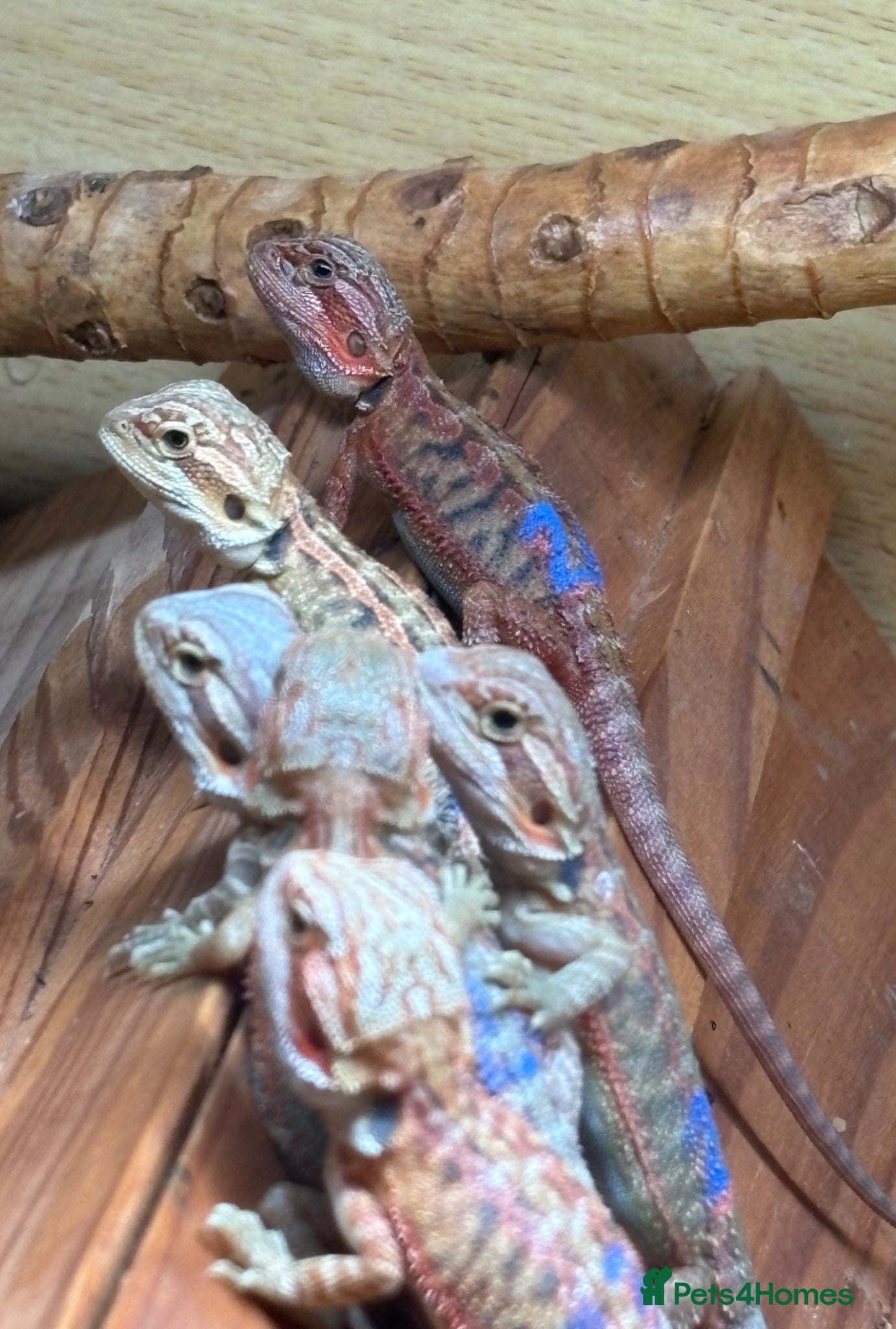 Bearded Dragon reptiles 10 Beautiful baby bearded dragons  - Advert 7