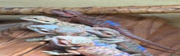 Bearded Dragon reptiles for sale: 10  Beautiful baby bearded dragons - Advert 1