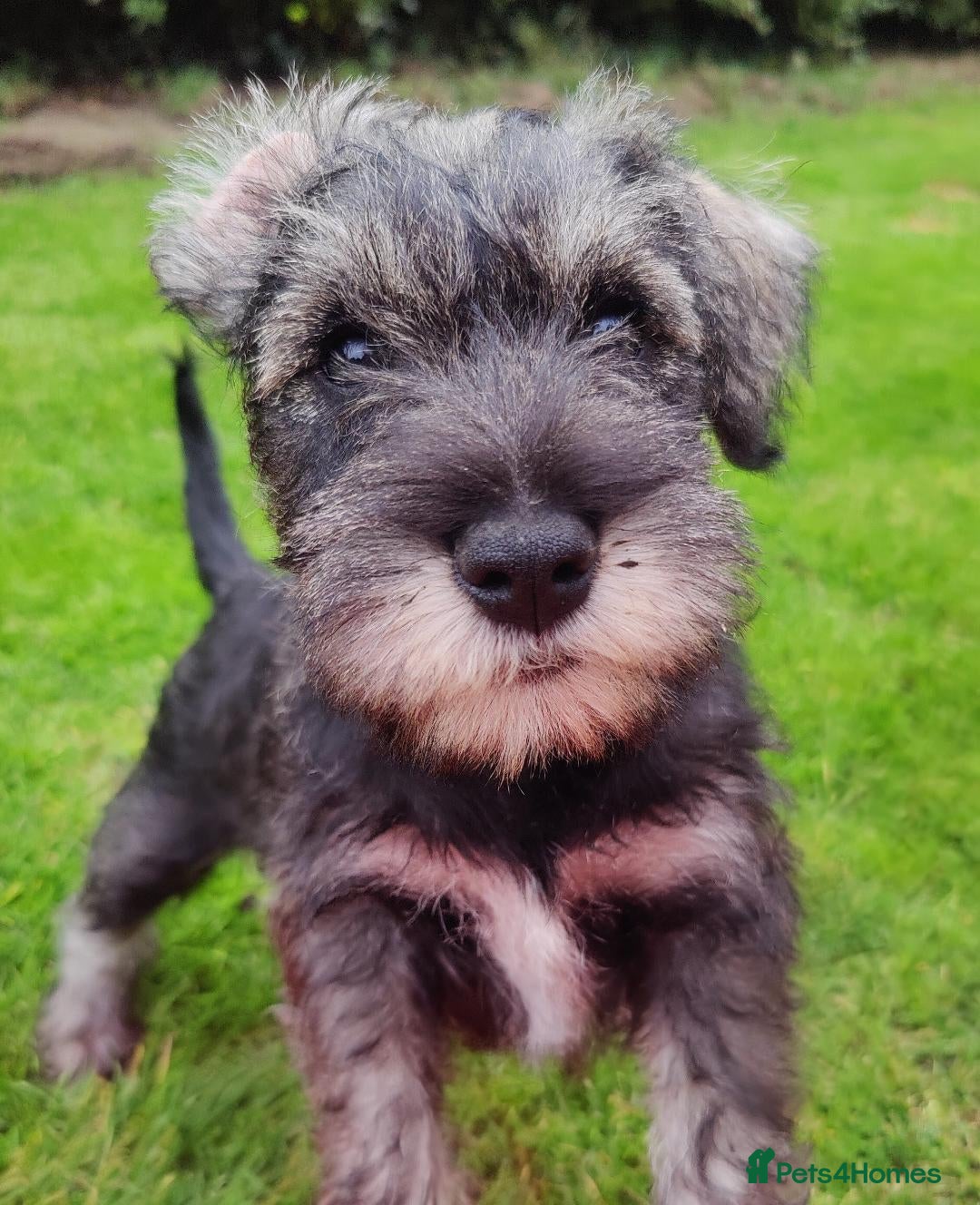Miniature Schnauzer dogs for sale: Forever Homes Wanted: 2 Schnauzer Boys 🐶 - Image 5