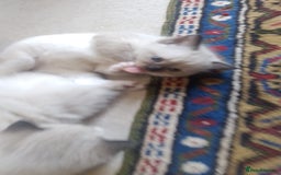 Ragdoll cats for sale: Three Ragdoll kittens - Image 15