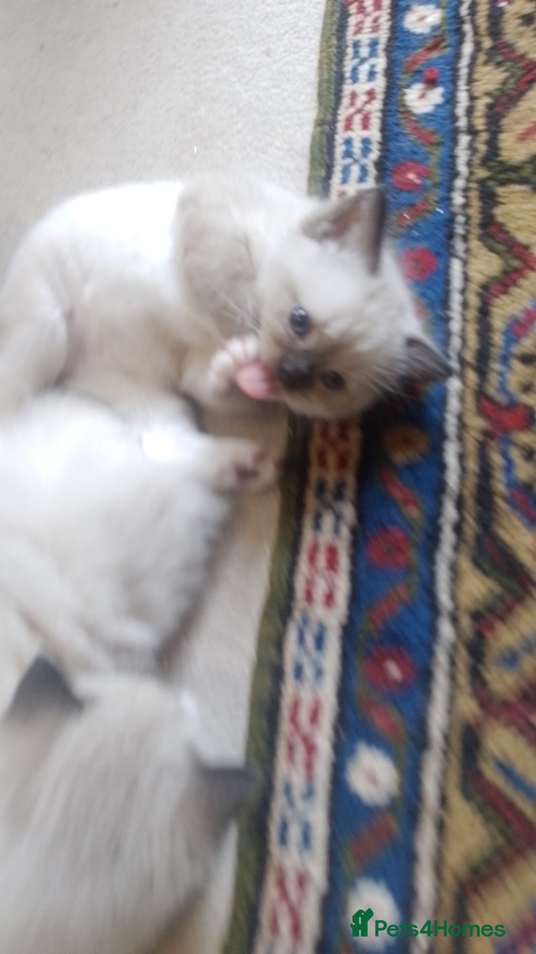 Ragdoll cats for sale: Three Ragdoll kittens - Image 15