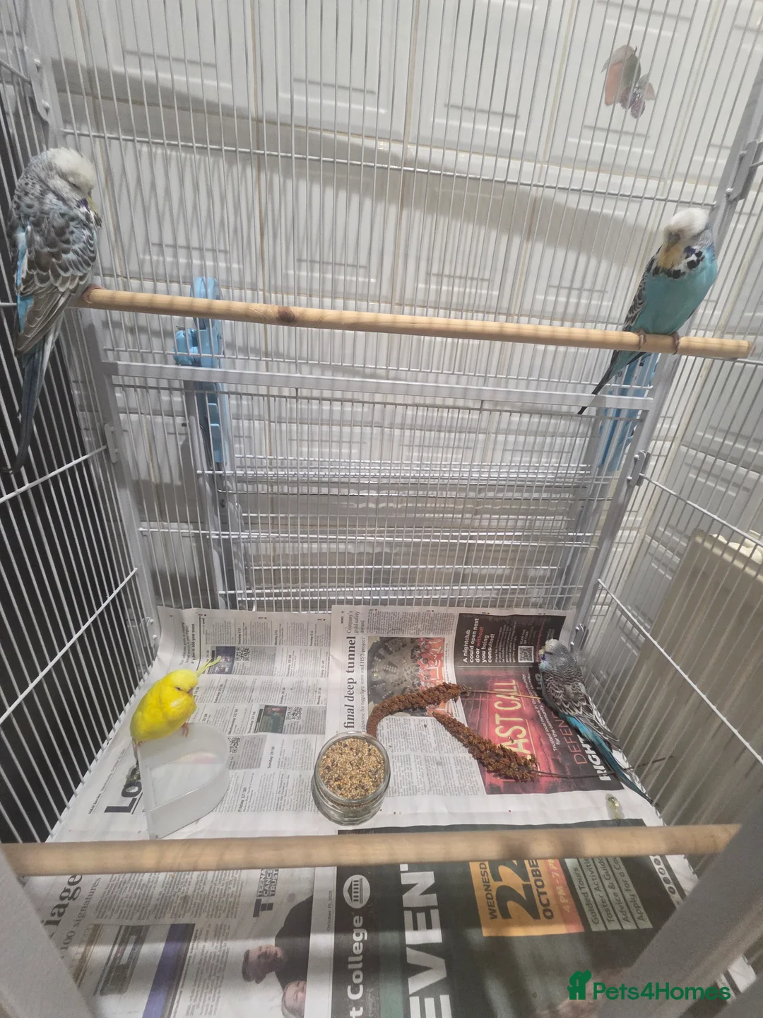 Budgerigars birds for sale: Exhibition budgies - Advert 2