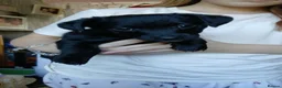Mixed Breed dogs for sale: Prodominantly jack russell quater patterdale  - Advert 5