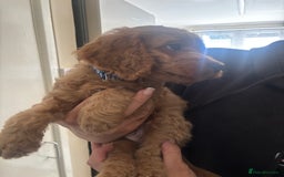 Cockapoo dogs for sale: F2 cockapoo pups  - Image 15