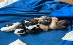 Cockapoo dogs for sale: Stunning F1 show Cockapoos  - Image 20