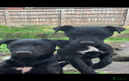Patterdale Terrier dogs for sale: Patterdale puppies  - Image 6
