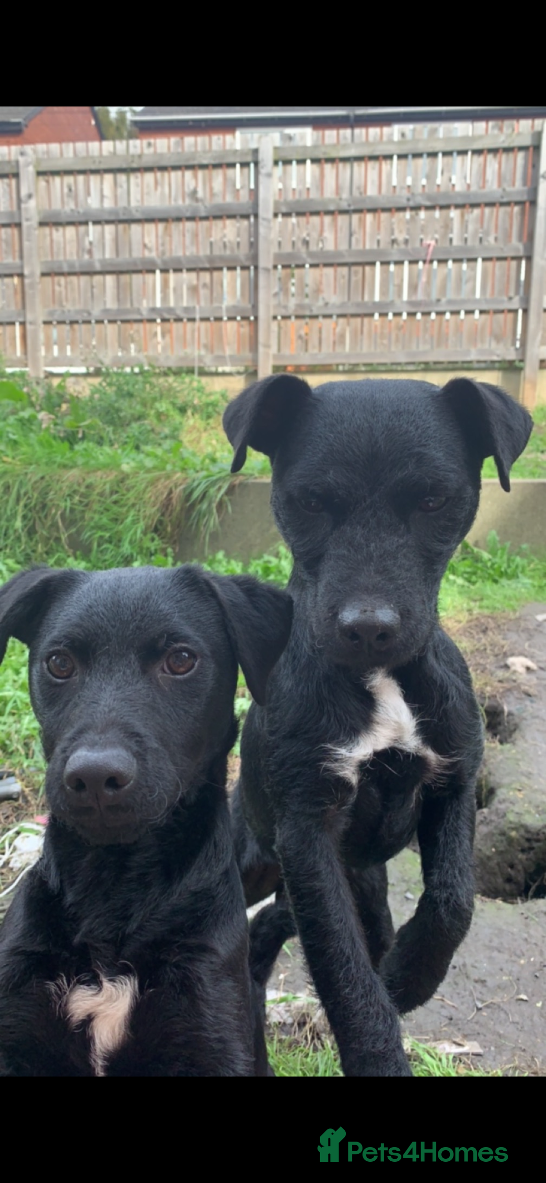 Patterdale Terrier dogs for sale: Patterdale puppies  - Image 6