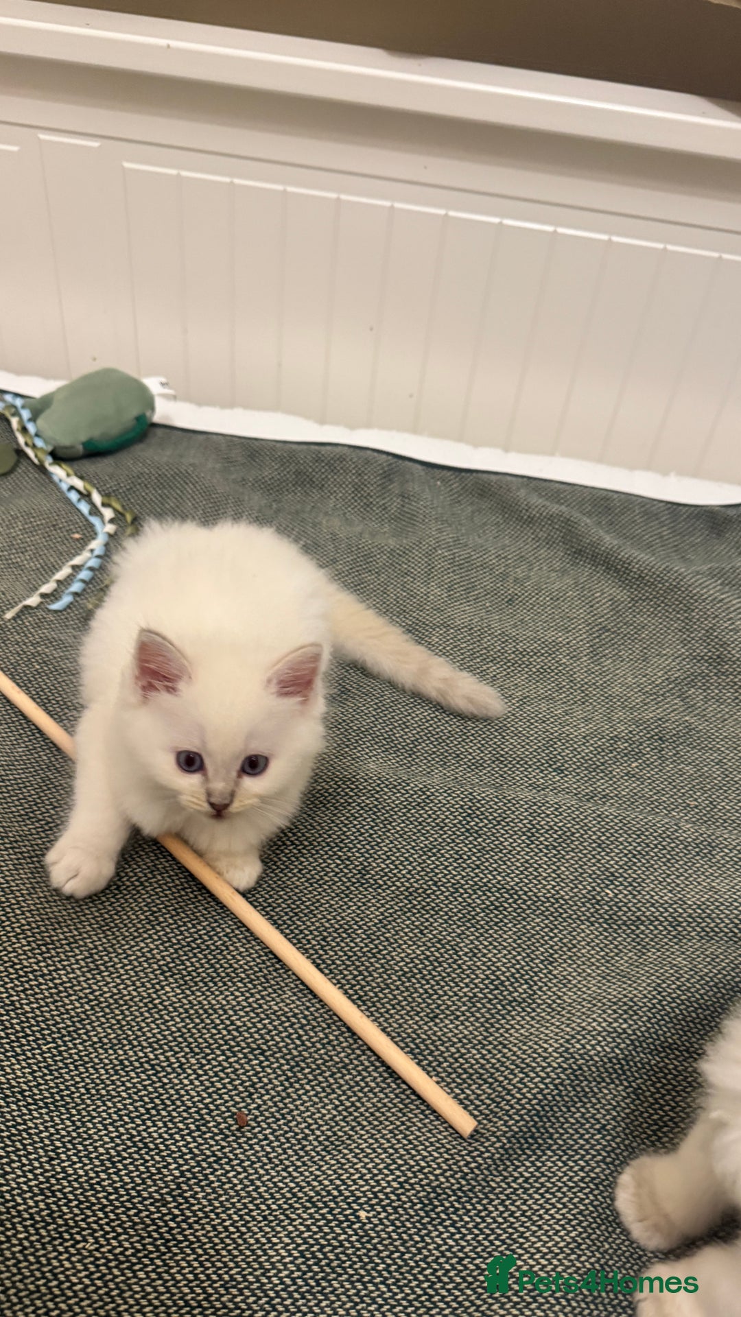 Ragdoll cats for sale: GCCF reg , Rare and milky white Lilac kittens  - Advert 15