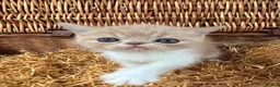 Exotic cats for sale: Chunky exotic female kitten - Advert 6