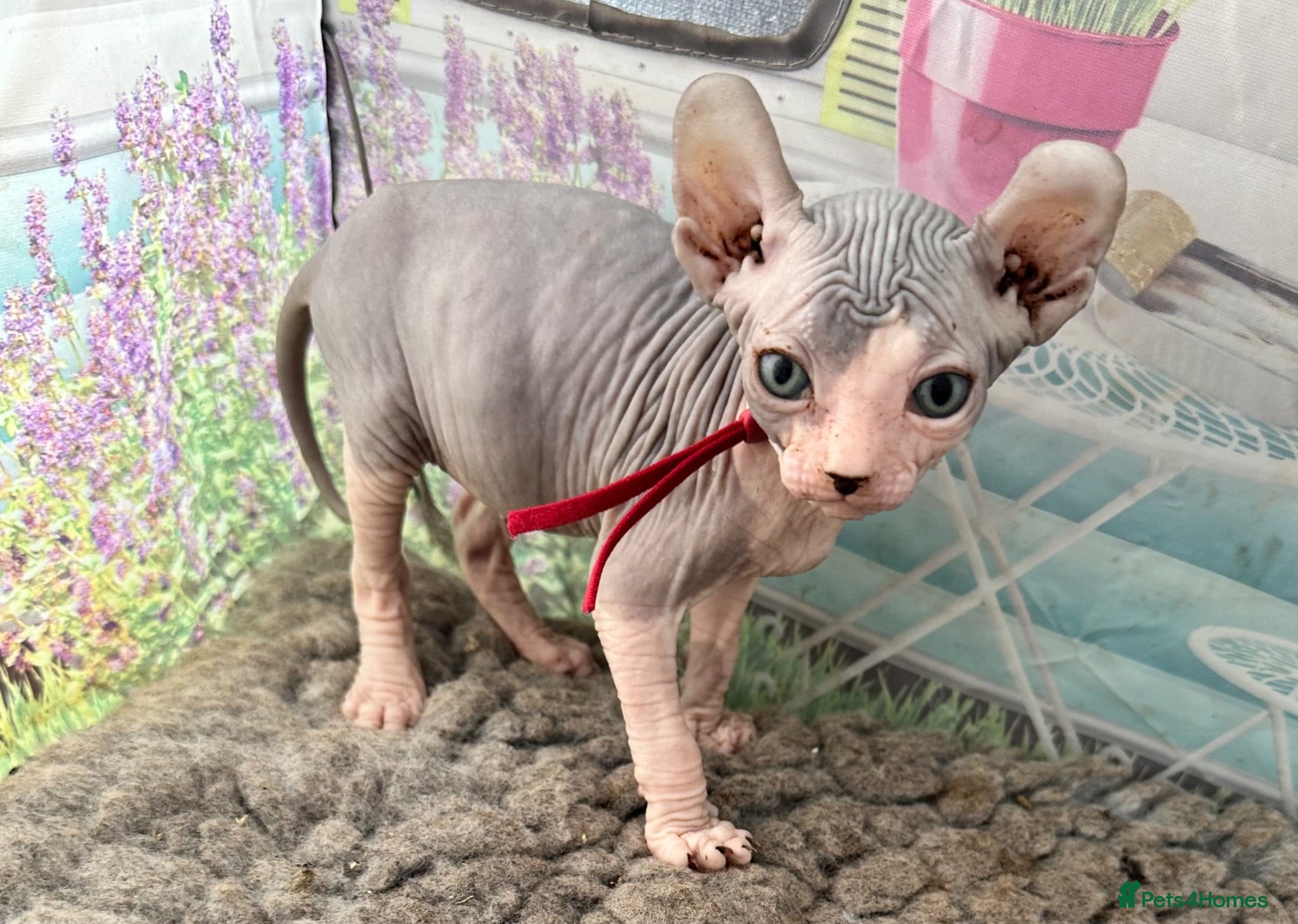 Sphynx cats Stunning lilac and blue sphynx  - Advert 14