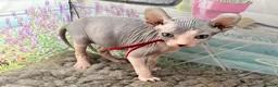 Sphynx cats for sale: Just 2 gorgeous boys left now - Advert 16