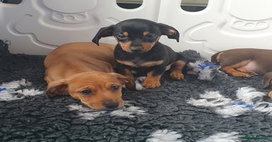 Miniature Dachshund dogs - Advert 6