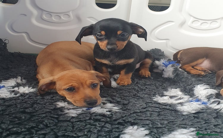 Miniature Dachshund dogs - Advert 11