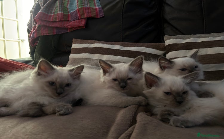 Ragdoll cats - Advert 15