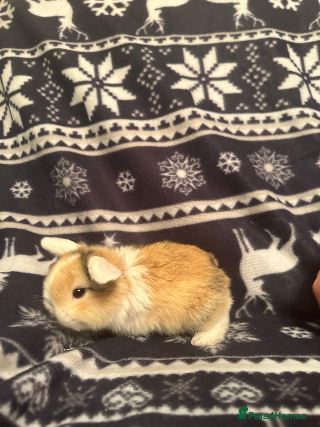 Mini Lop rabbits for sale: Mini lop bunnies  - Advert 5
