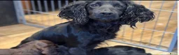 Cocker Spaniel dogs for sale: 5 ⭐️ Stunning Cocker Spaniel Puppies, KC,Vet check - Advert 8