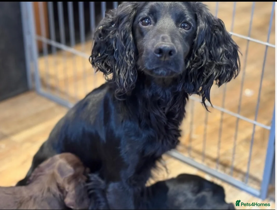 Cocker Spaniel dogs for sale: 5 ⭐️ Stunning Cocker Spaniel Puppies, KC,Vet check - Advert 8