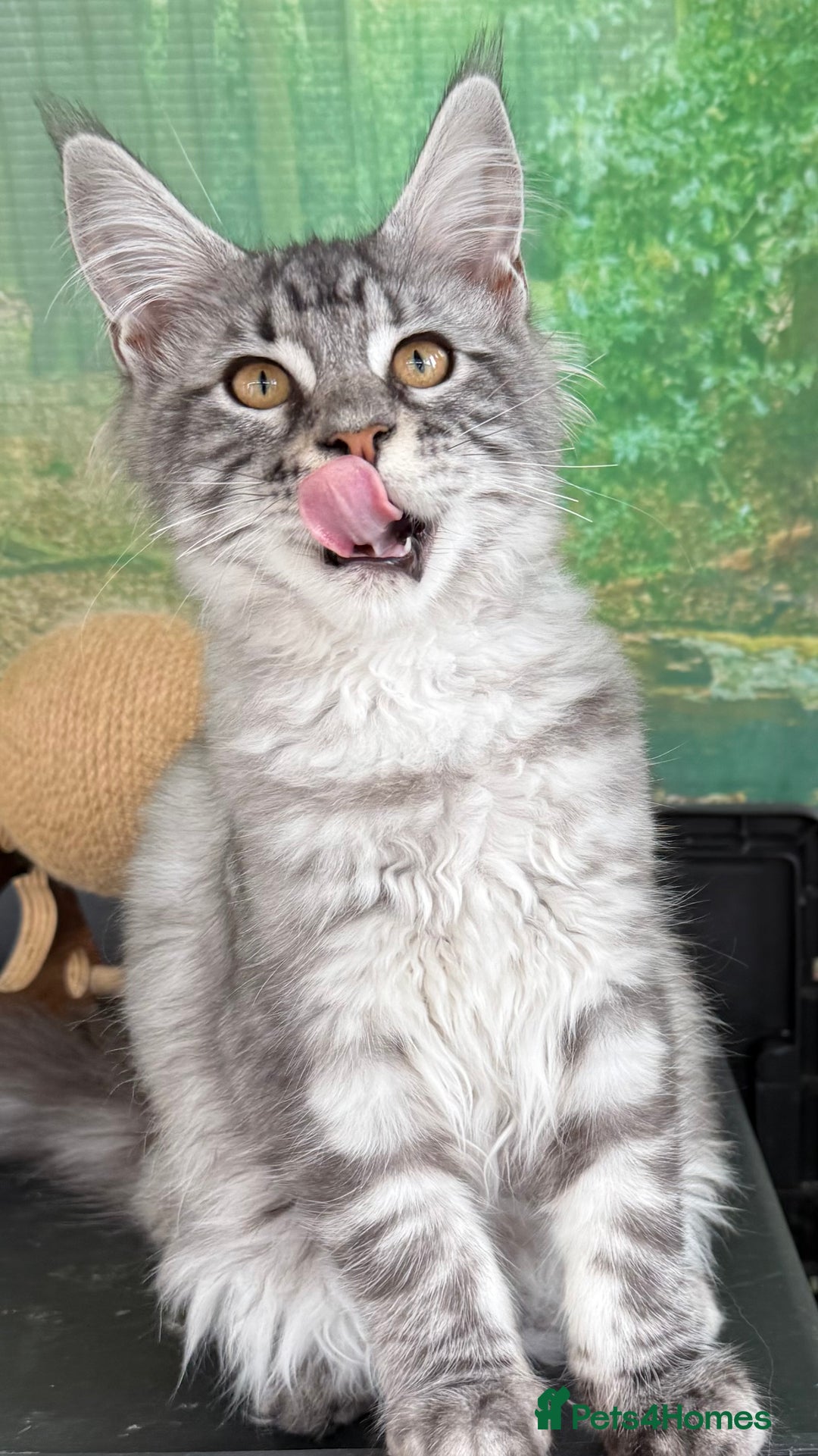 Maine Coon cats for sale: Top quality Maine coon kittens - Image 10
