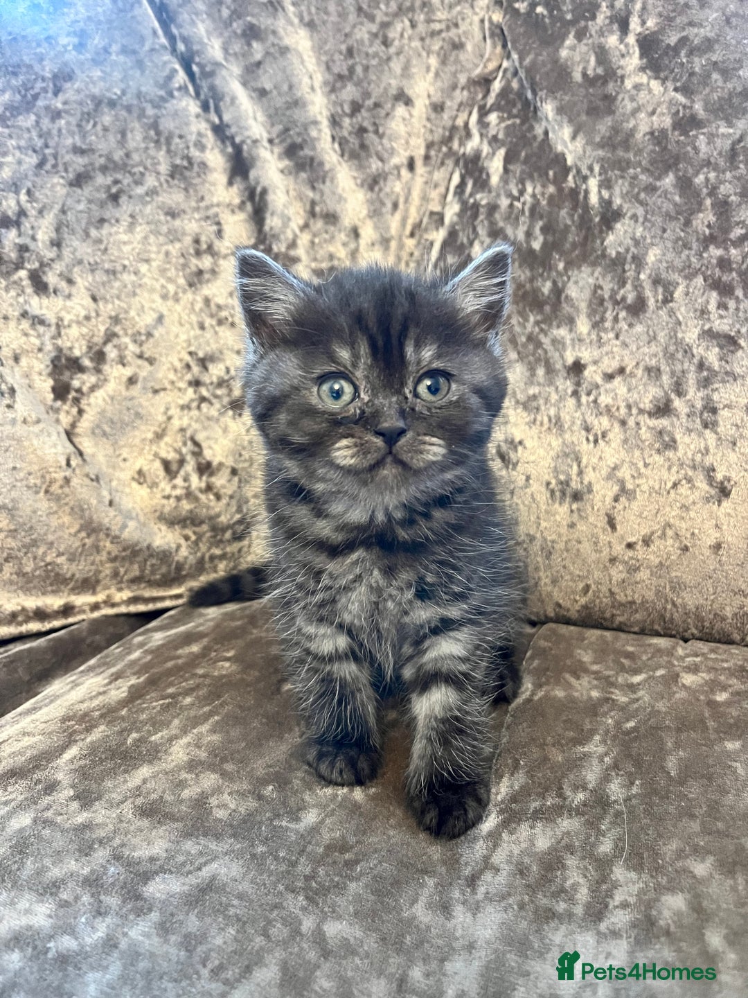 British Shorthair cats for sale: Gccf full British short hair  - Image 4