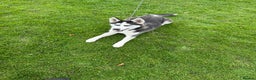 Siberian Husky dogs for sale: Siberian Husky - Advert 5
