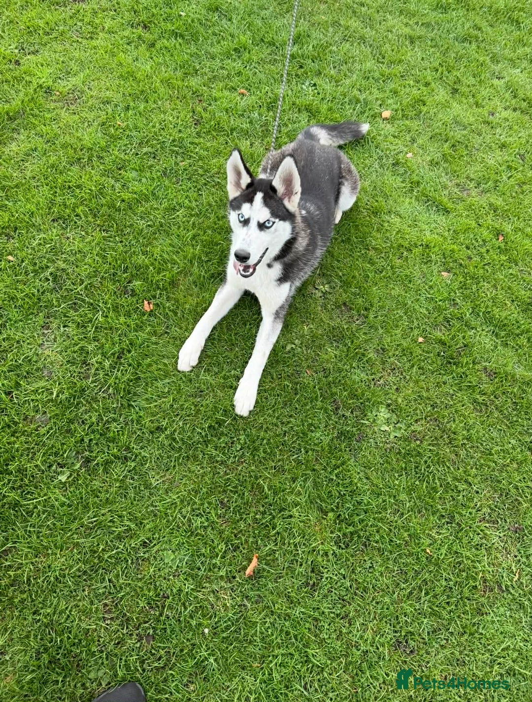 Siberian Husky dogs for sale: Siberian Husky - Advert 5