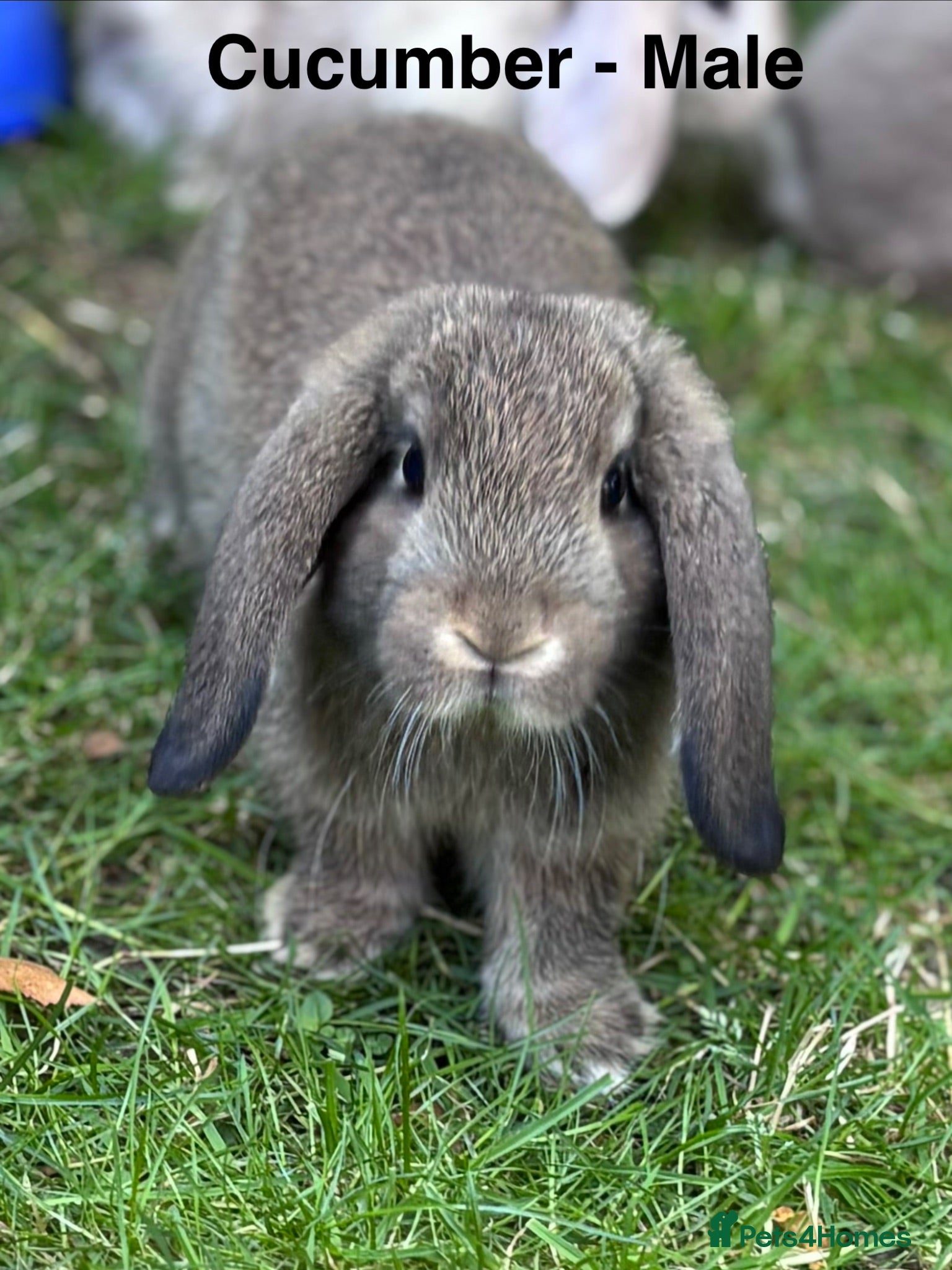 Mini Lop rabbits Collect Today - Last 2 Baby Mini Lop Bunnies - Advert 6