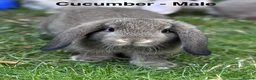 Mini Lop rabbits for sale: Mini Lop Baby Boys - Ready to leave now.  - Advert 4