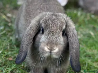 Mini Lop rabbits Collect Today - Last 2 Baby Mini Lop Bunnies - Advert 6