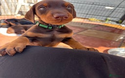 Dobermann dogs for sale: Doberman Puppies For Sale  - Image 8