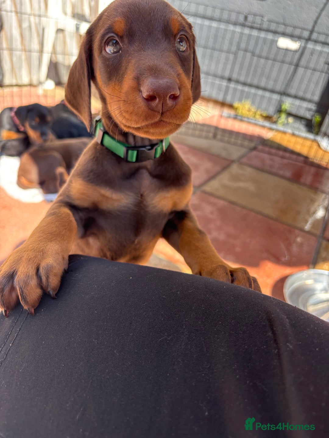 Dobermann dogs for sale: Doberman Puppies For Sale  - Image 8